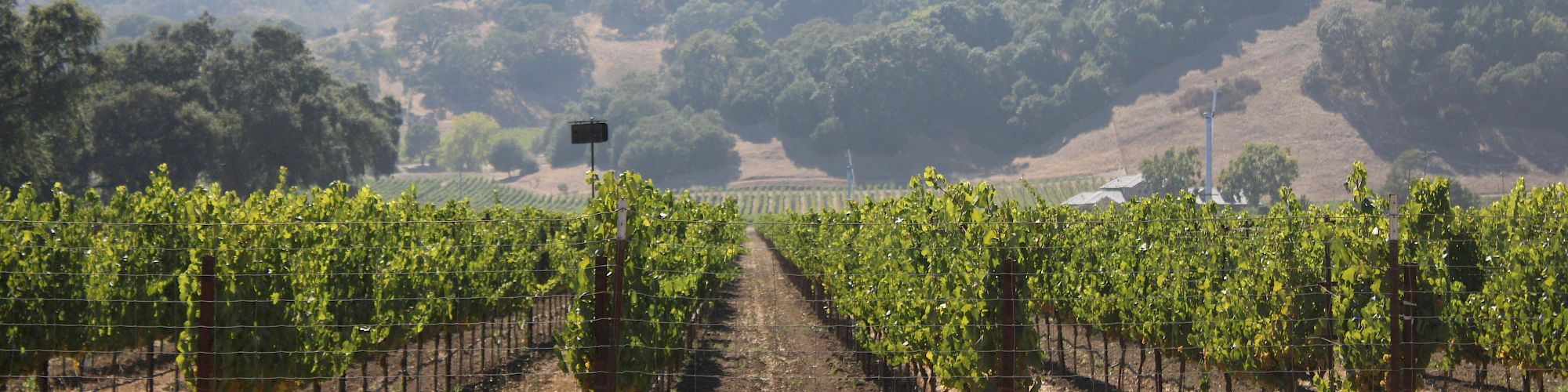 Vineyard rows stretch into the hills under a clear sky, grapevines supported by trellises, with a distant tree-covered hillside.